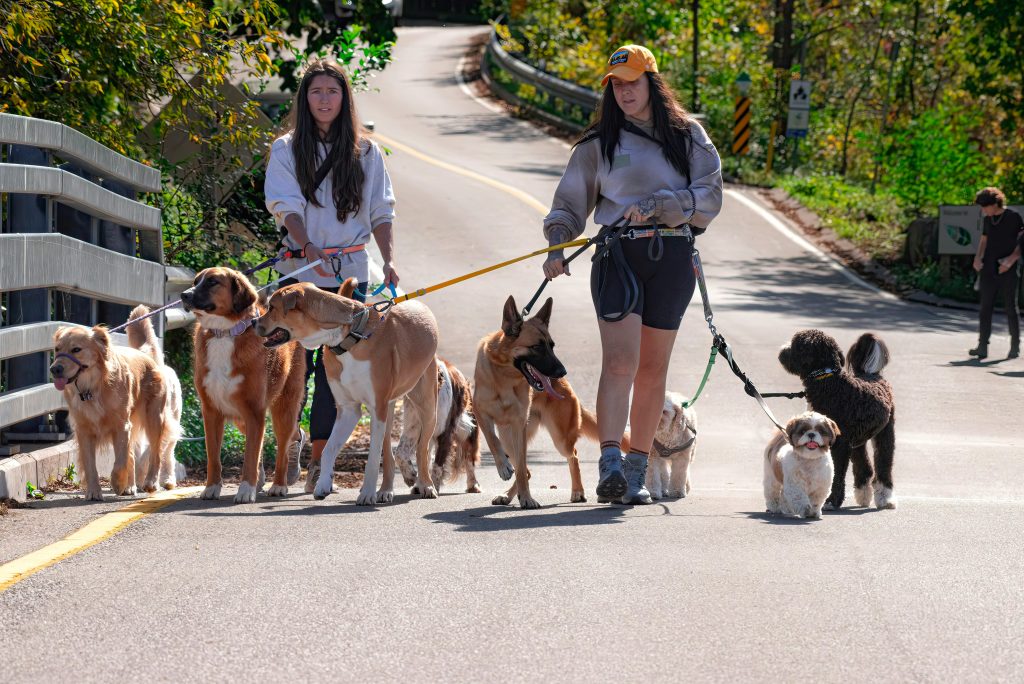 dogsitter